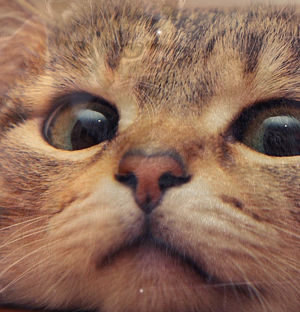 Q Cat 可愛い子猫といつでも会えるライブ壁紙 スマホを見る度に癒やされます Kotamu Boo